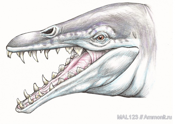 млекопитающие, китообразные, Basilosauridae, Basilosaurus
