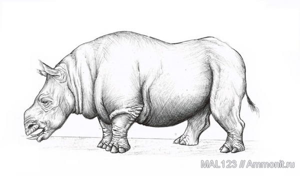 носороги, Chilotherium, хилотерии