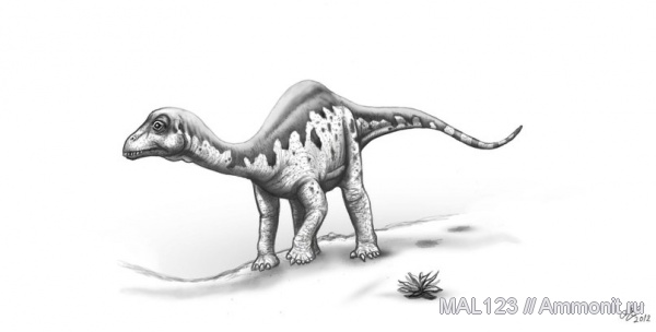 динозавры, зауроподы, Diplodocus