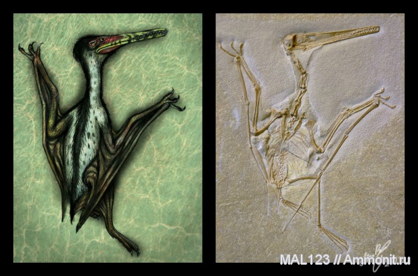 птерозавры, птеродактили, реконструкция, Золенгофен, Pterodactilus