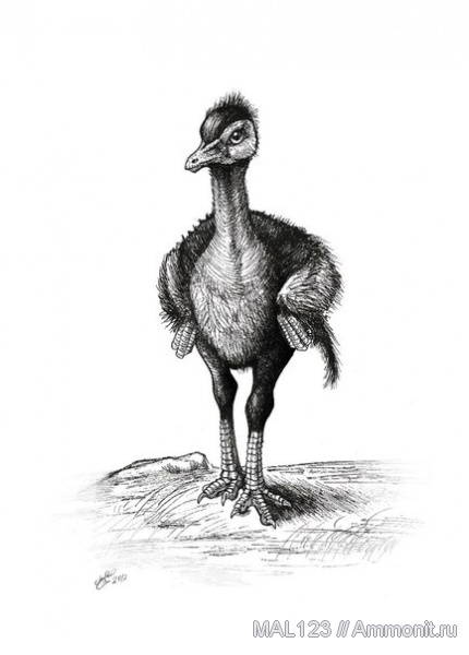 динозавры, Северная Америка, Ornithomimus grandis, Ornithomimus