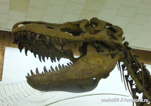 динозавры, музеи, ПИН, Tarbosaurus