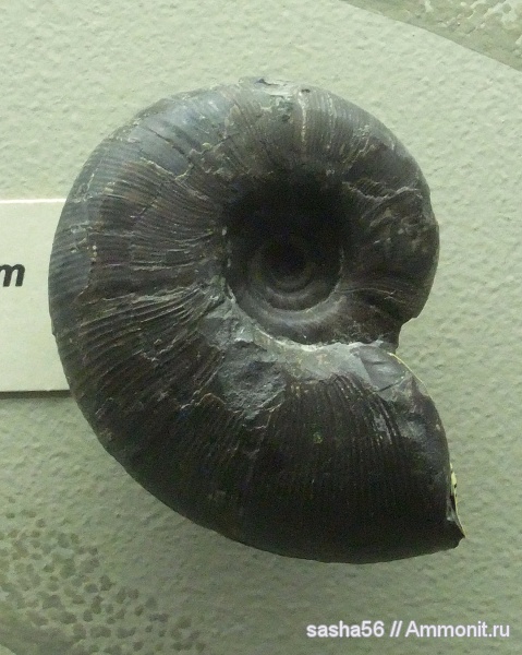 мел, музеи, Япония, Gaudryceratidae, Gaudryceras, Lytoceratina, Gaudryceras denseplicatum, Cretaceous