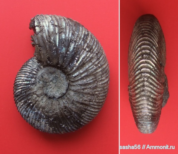 аммониты, юра, Воскресенск, Virgatites, Ammonites, 9 карьер, Virgatitidae, Jurassic