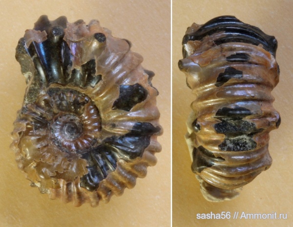 аммониты, апт, Ammonites, Кавказ, Aptian