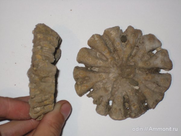 Coeloptychium, морские губки