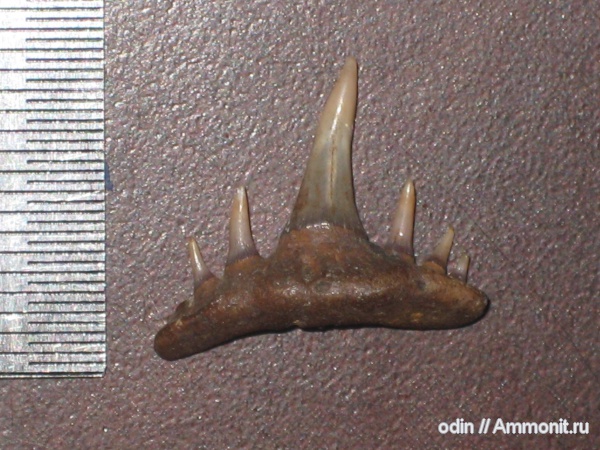 Paraorthacodus, Paraorthacodus recurvus, Synechodontiformes