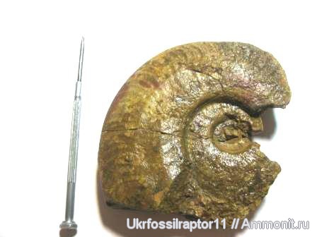 аммониты, тоар, Ammonites, Harpoceras, Harpoceratinae, Hildoceratidae, Toarcian