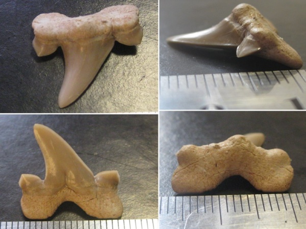 зубы, Cretalamna, зубы акул, Cretalamna appendiculata, Elasmobranchii, teeth, shark teeth