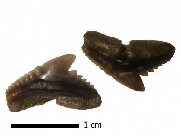 зубы, акулы, Elasmobranchii, Киев, Galeocerdo, Carcharhiniformes, Galeocerdo latidens, teeth, sharks