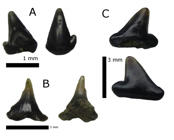 мел, альб, зубы акул, Elasmobranchii, Канев, Carcharhiniformes, Orectolobiformes, Chiloscyllium, Scyliorhinidae, shark teeth