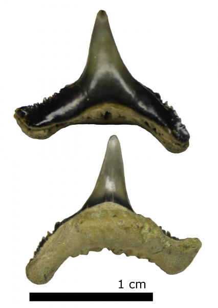 мел, альб, зубы акул, Elasmobranchii, Synechodus, Канев, Synechodontiformes, shark teeth