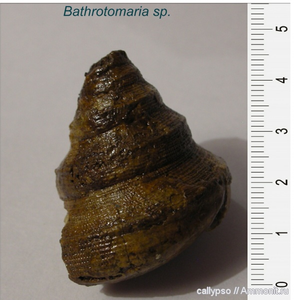гастроподы, оксфорд, Bathrotomaria reticulata, Oxfordian