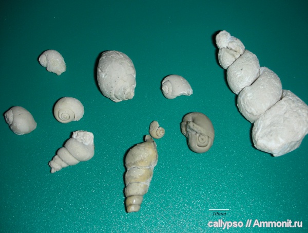 гастроподы, брюхоногие моллюски, Soleniscus, Palaeostylus, Naticopsis