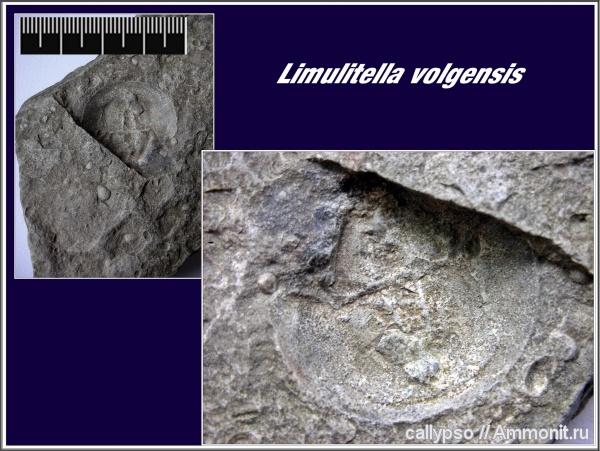 мечехвосты, Limulitella, Xiphosura, Limulitella volgensis, конхостраки, Limulina, Paleolimuloidea, Paleolimulidae