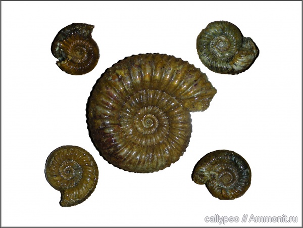 оксфорд, Perisphinctes, Perisphinctidae, Perisphinctes plicatilis, Oxfordian