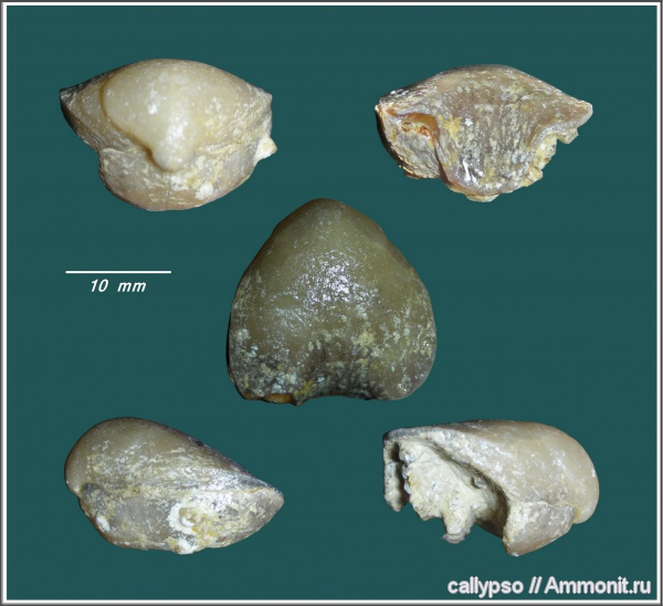 Stenoscisma, Rhynchonellida, казанский ярус, Stenoscisma superstes, Stenoscismatidae