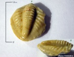 Пигидий трилобита (Paladin cervilatus?).