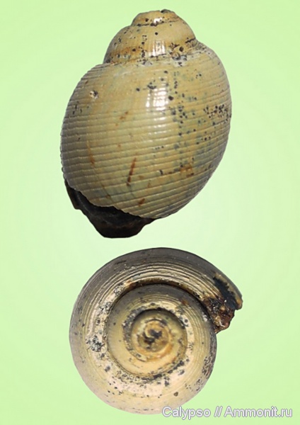 Opisthobranchia, Bullinidae, Parvulactaeon