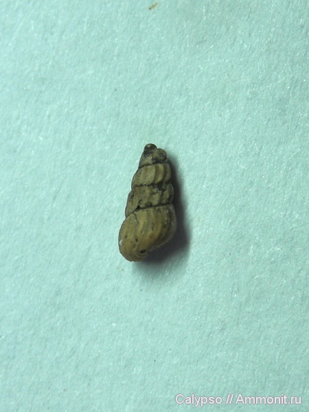 ?, Littorinimorpha, Rissoidae