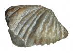 Platystrophia dentata (Pander, 1830). Скульптура поверхности брюшной створки.