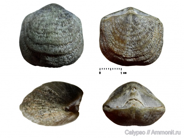 Billingsellida, Clitambonites, Strophomenata, Clitambonitidae, Clitambonites squamatus