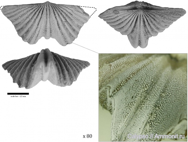 Platystrophia, Orthida, Platystrophiidae, platystrophia kljasiensis