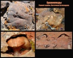 Брахиоподы раннего карбона из Восточной Бетпакдалы