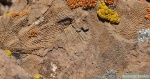 Мшанки раннего карбона из Восточной Бетпакдалы