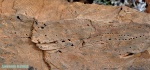 Мшанки раннего карбона. Восточная Бетпакдала