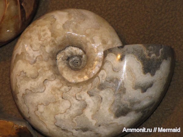 аммониты, мел, Нигерия, Ammonites, Vascoceras, Cretaceous