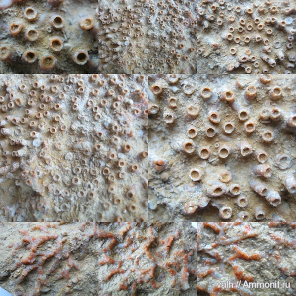 кораллы, верхний карбон, Aulopora, Tabulata, Aulopora macrostoma