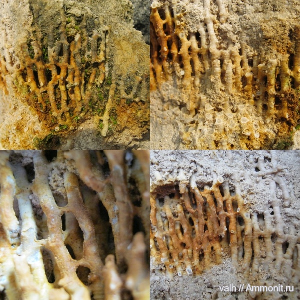 кораллы, нижний карбон, Syringopora, Tabulata, визейский ярус, Ланьшинский карьер