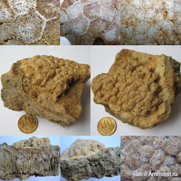 кораллы, Petalaxis stylaxis, средний карбон, Rugosa