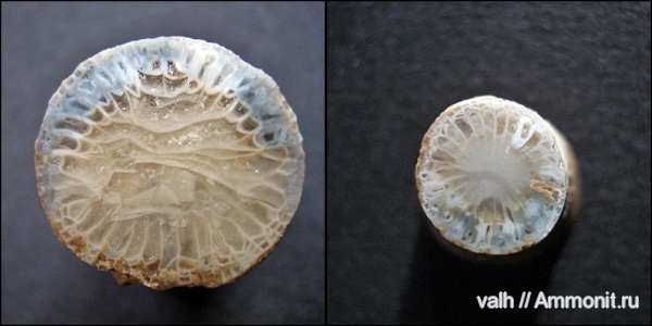 средний карбон, Rugosa, Pseudozaphrentoides