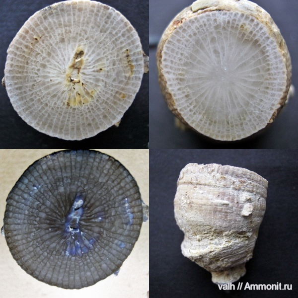 девон, Devonian, верхний девон, Rugosa, Campophyllum, Campophyllidae