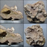 Stromatoporoidea.