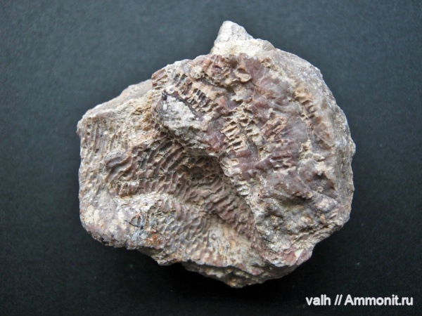 Stromatoporoidea, Alveolites