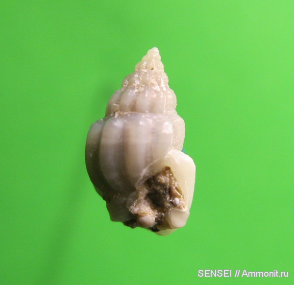 неоген, брюхоногие моллюски, Кубань, Nassarius miocenicusobliquus