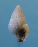 Nassarius scrobiculatus.