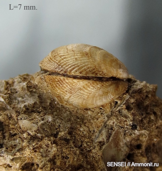 Кубань, Чокрак, Mytilidae, Gregariella tarchanensis