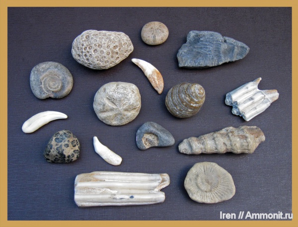 окаменелости, Fossils