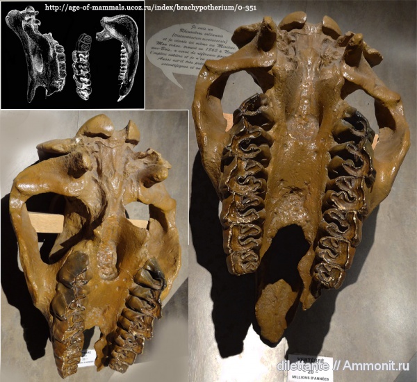 музеи, млекопитающие, миоцен, носороги, Diaceratherium aurelianensis, Diaceratherium