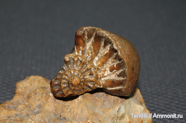 аммониты, Ammonites, Горячий Ключ