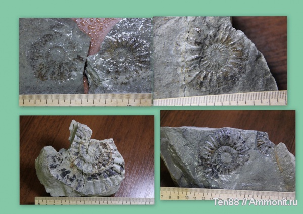 аммониты, Ammonites, Горячий Ключ, р. Каверзе