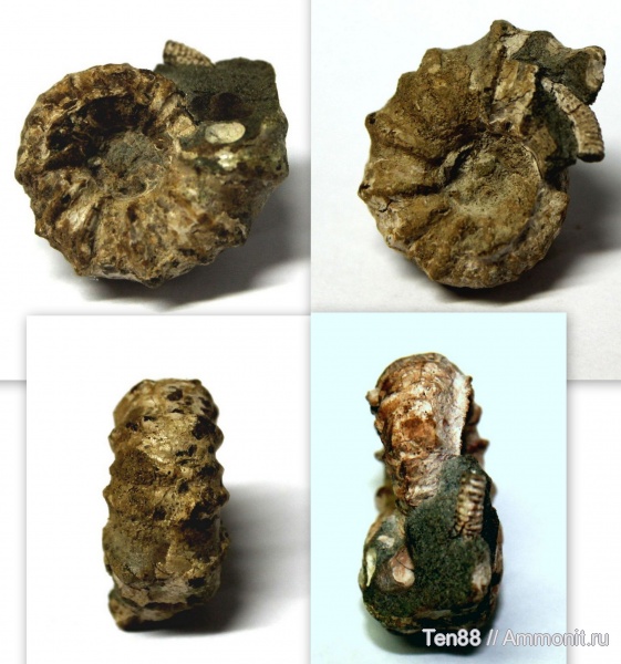 аммониты, мел, гетероморфные аммониты, мезозой, Ammonites, р. Губс, Мостовский район, Cretaceous, heteromorph ammonites