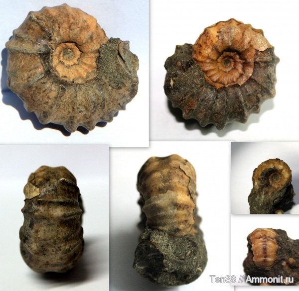аммониты, мел, мезозой, Epicheloniceras, Ammonites, р. Губс, Мостовский район, Cretaceous