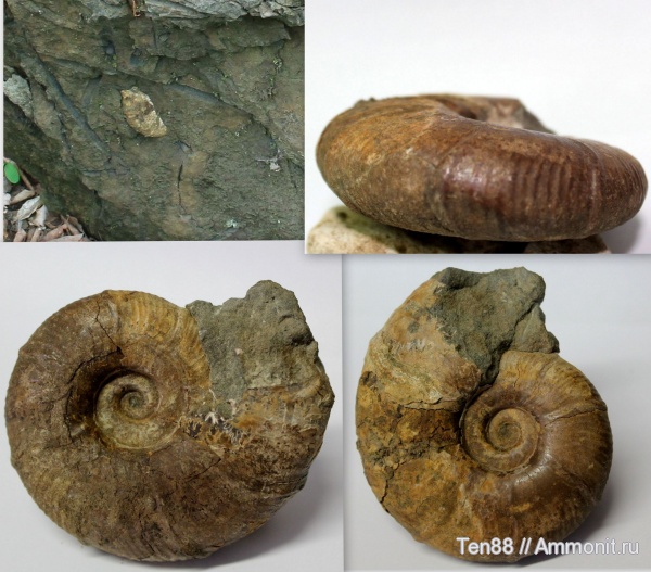 аммониты, мел, мезозой, Ammonites, Desmoceratidae, р. Губс, Мостовский район, Cretaceous