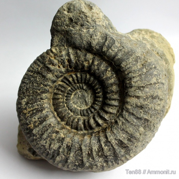 аммониты, Ammonites, Мостовский район