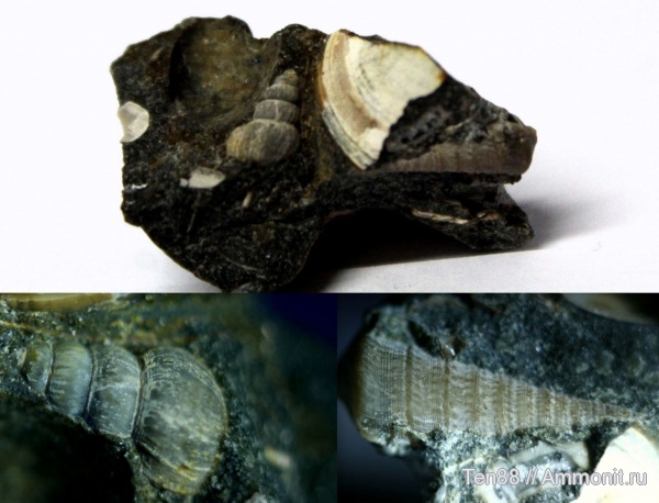 моллюски, мел, мезозой, брюхоногие моллюски, апт, р. Губс, Мостовский район, Aptian, Cretaceous